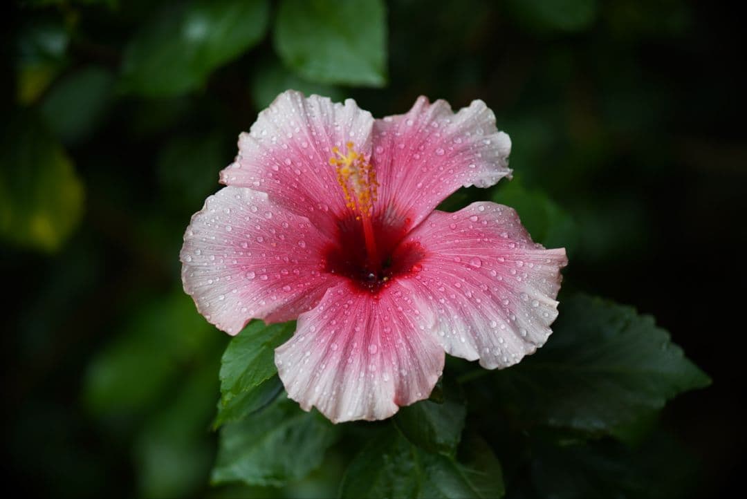 【分解清掃済】Canon 135mm f3.5 L39マウント 付属品多数