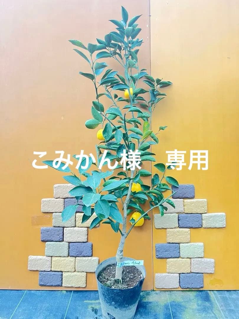 花良治みかん 2点セット