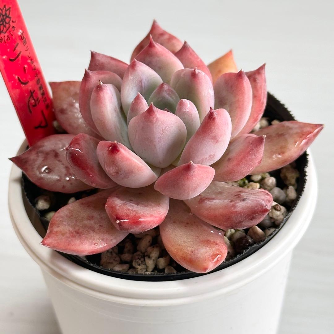 ゆ*河様 多肉植物　臼田リンゼアナ　実生苗　ポットごと発送いたします！