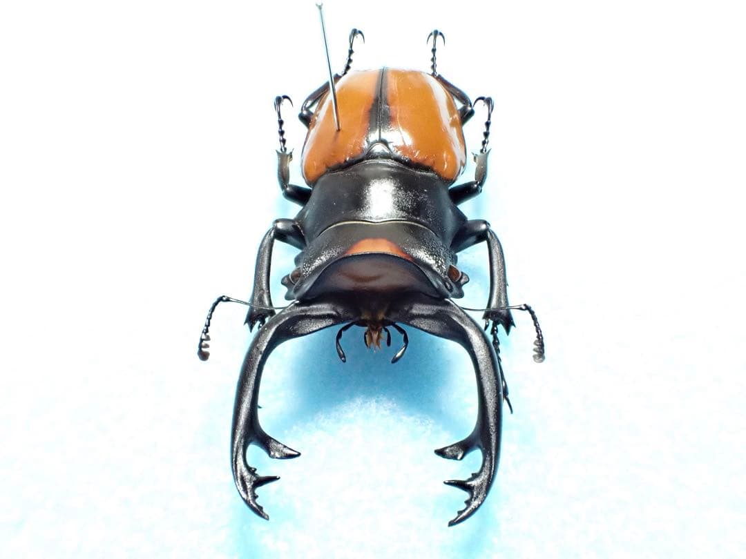 ナカジ　クワガタ標本