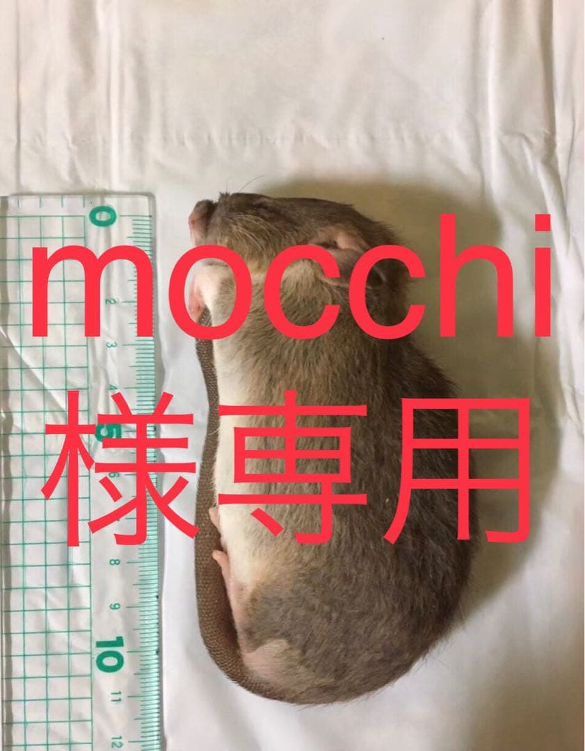 冷凍S30 SM30 SS100