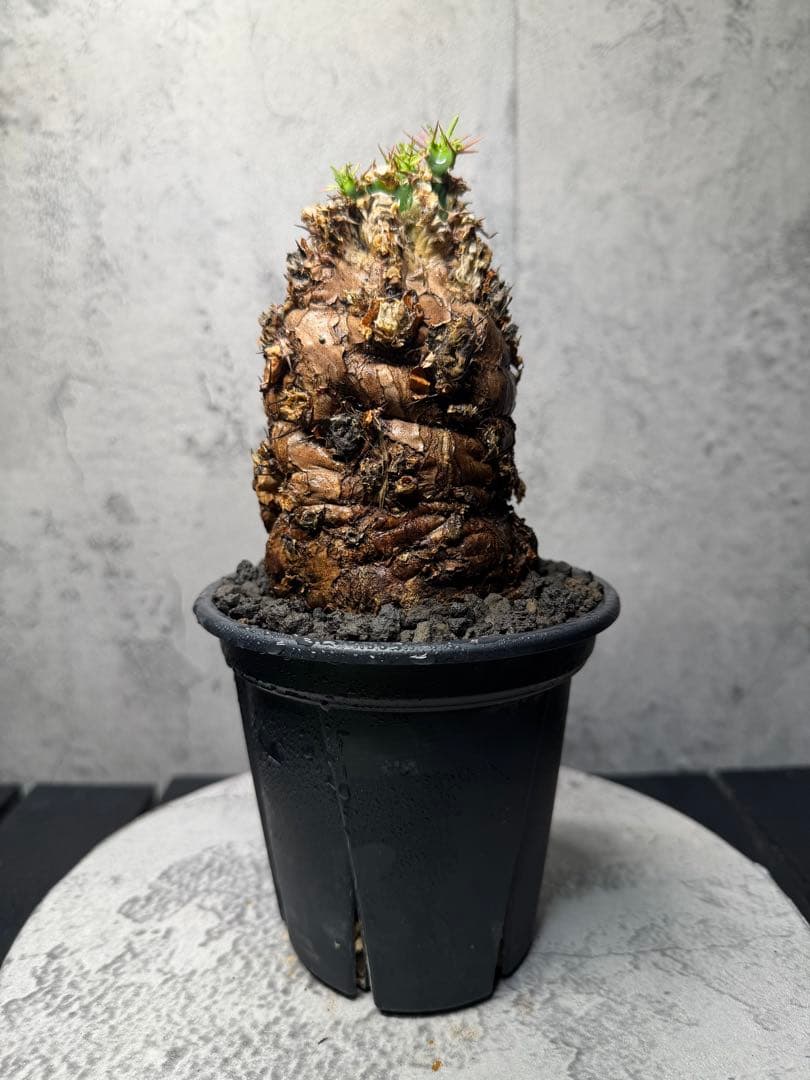 ユーフォルビア　ムランジーナ　発根済み　美樹形