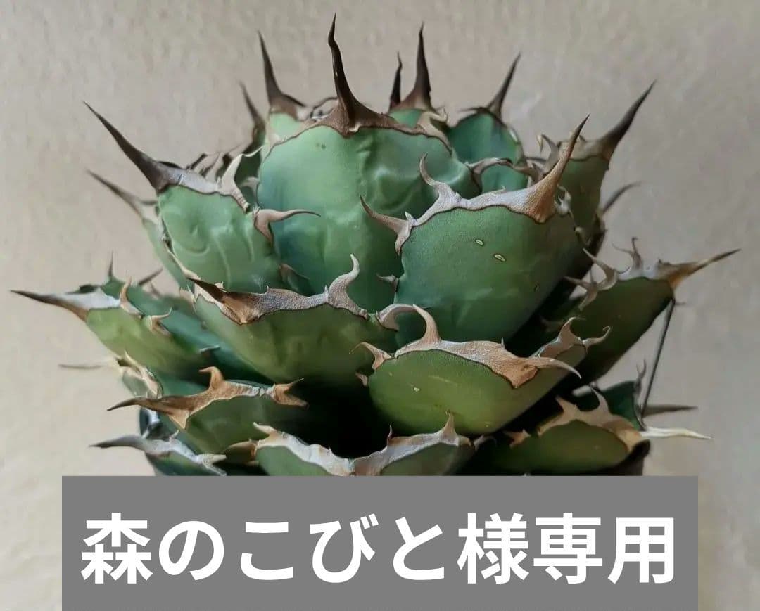 チタノタ　ペルシアンドワーフ　イラン株