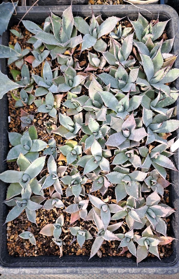 アガベ　パリーホーチエンシス　トレーごと