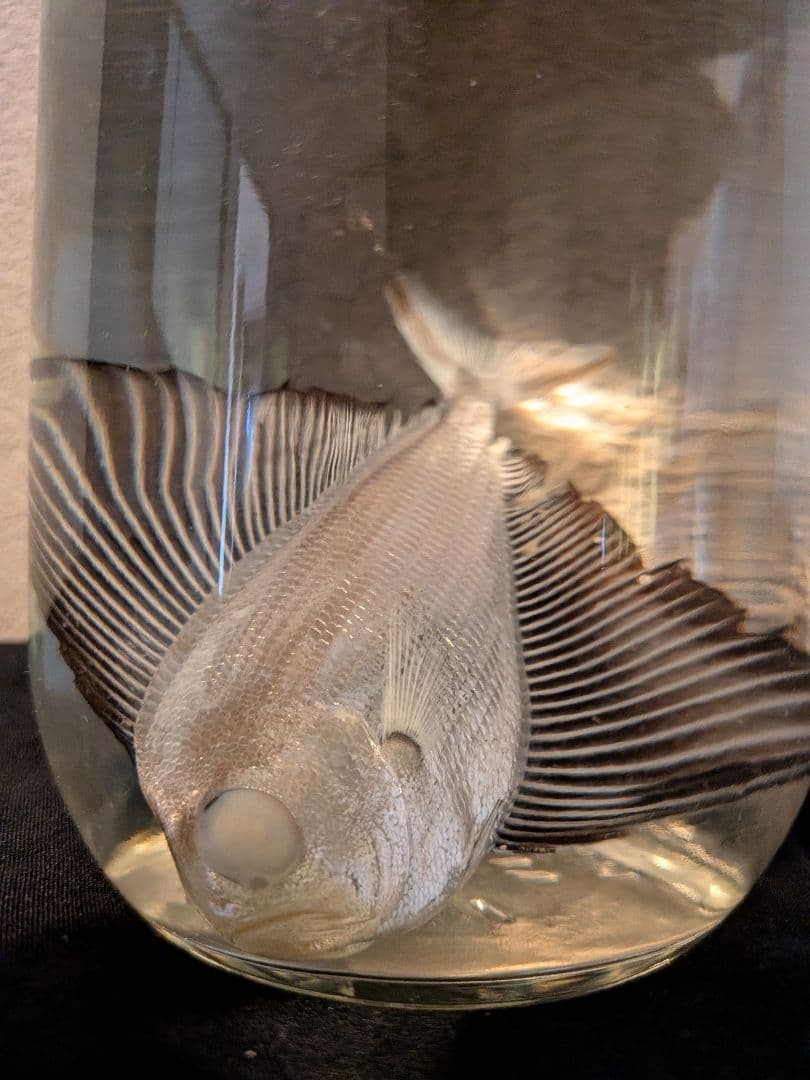 【激レア深海魚】リュウグウノヒメ （液浸標本）