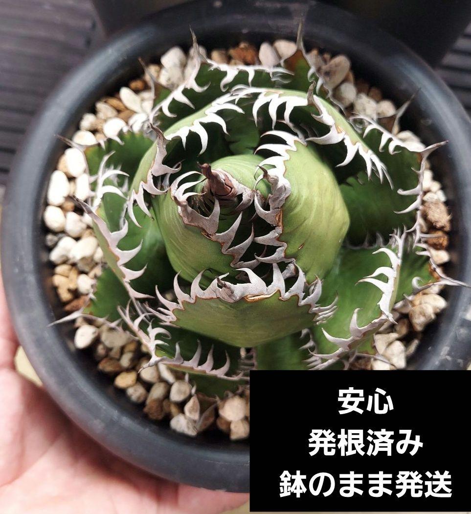 アガベ　ホリダ　陽炎　ボールタイプ　発根済み　鉢ごと発送　メルカリ便　ボタニカル