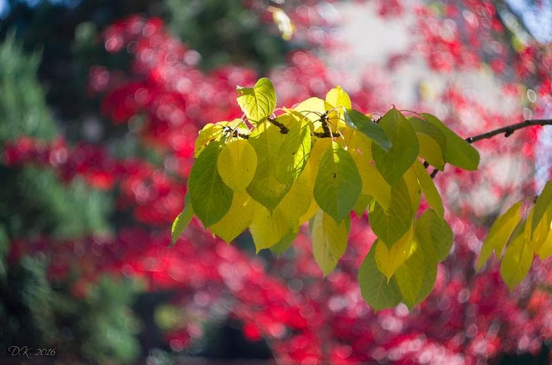 86 デッドストック　ぐるぐるボケレンズ　ヘリオス　44-2　M42アダプター付