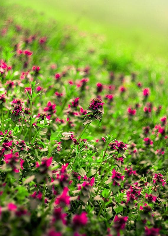 86 デッドストック　ぐるぐるボケレンズ　ヘリオス　44-2　M42アダプター付