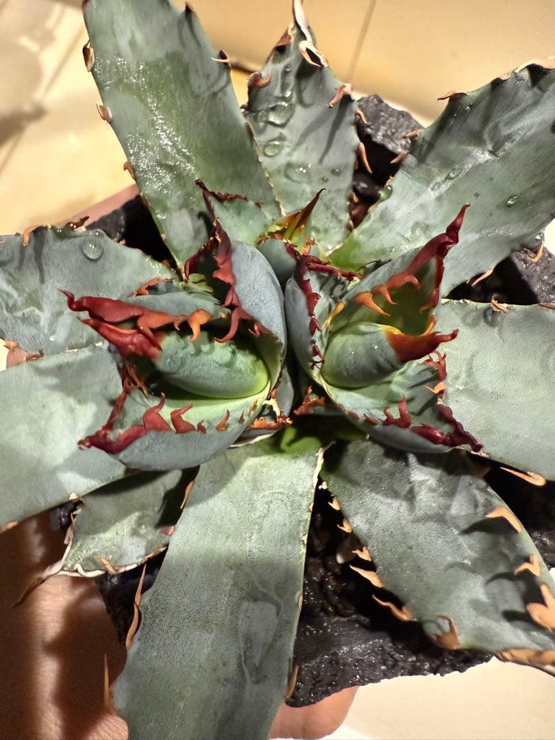 や*郎様 アガベ チタノタ BB × ユタエンシス hyb 子株【強ウネリ・青葉