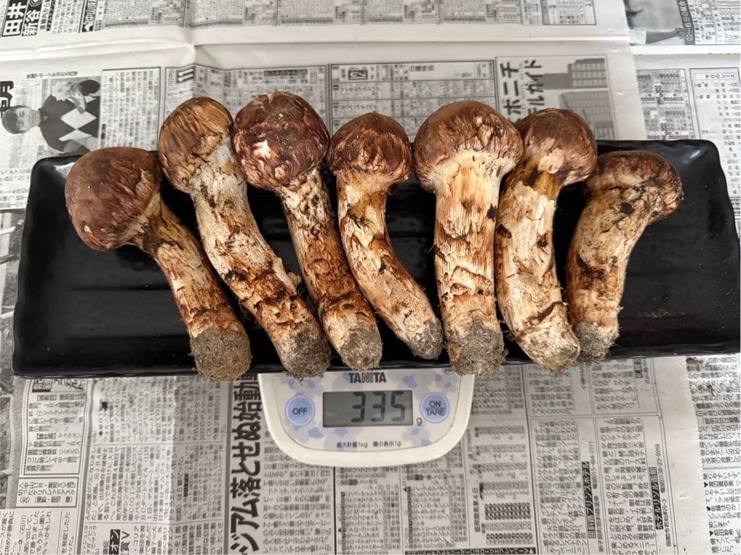 松茸　北海道　300g ③　国産
