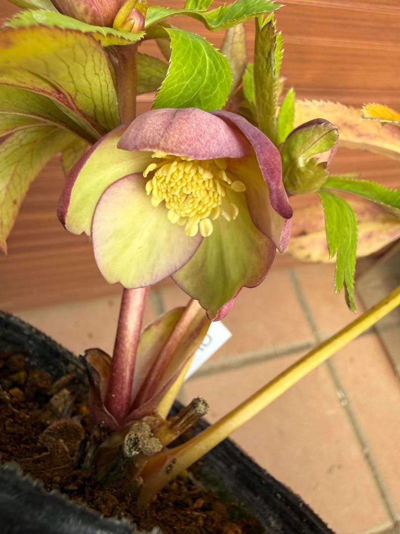 【未株分】大木ナーセリー クリスマスローズ プルプラ系オーレア交配