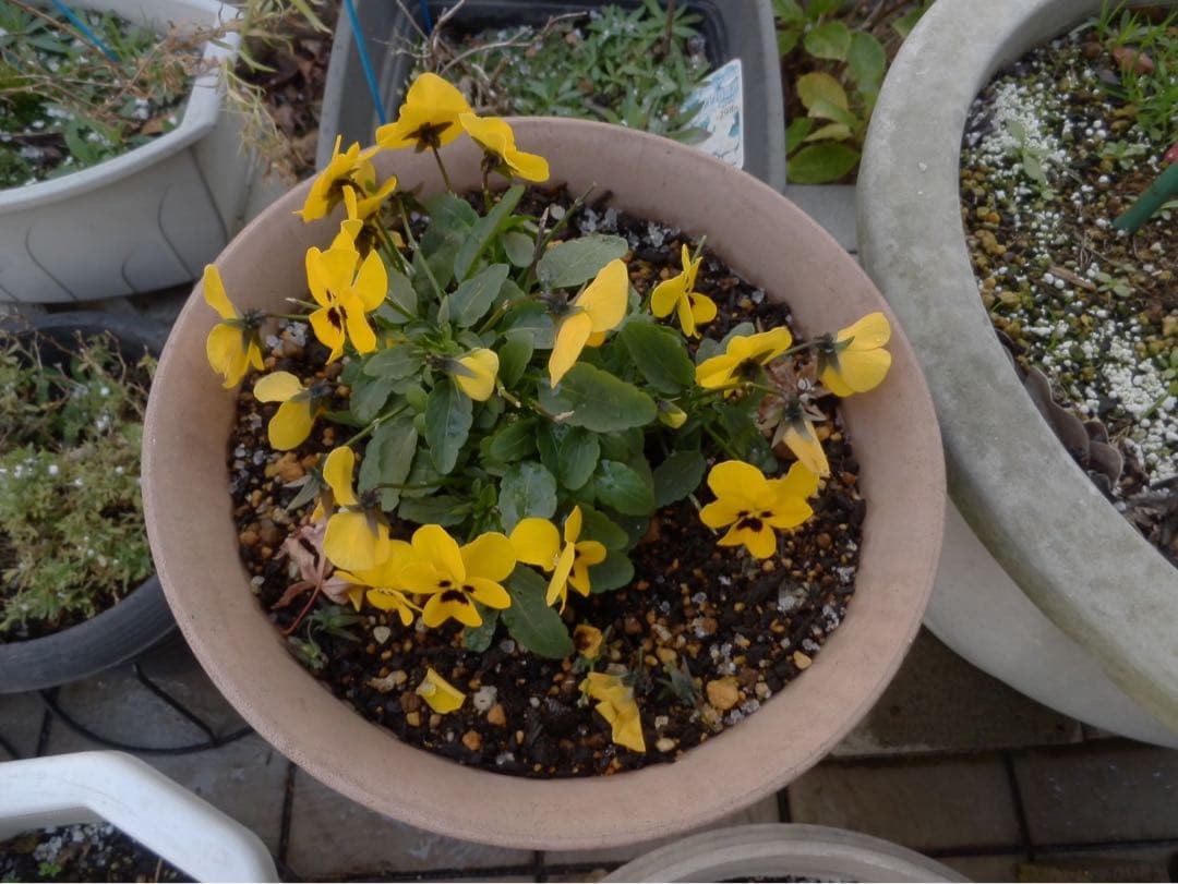 ☆動作OK コンデジ OLYMPUS SZ-20 バッテリー付き