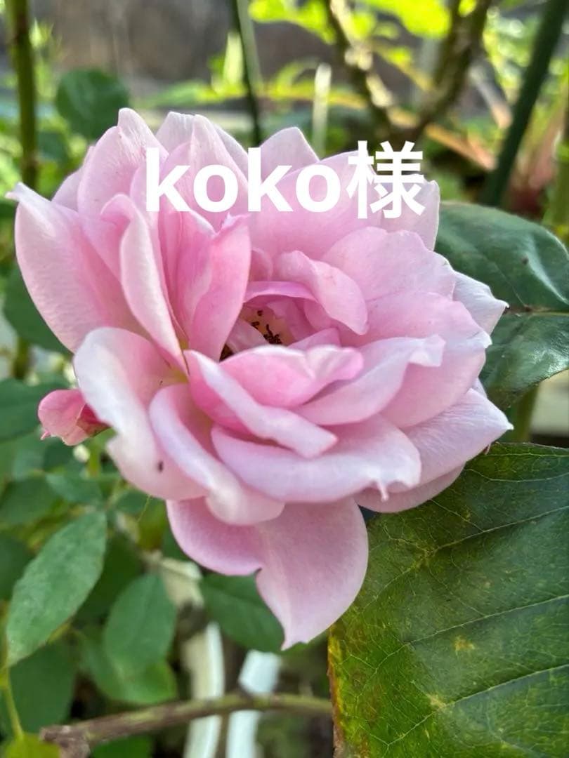 バラ苗　購入前にコメント￼