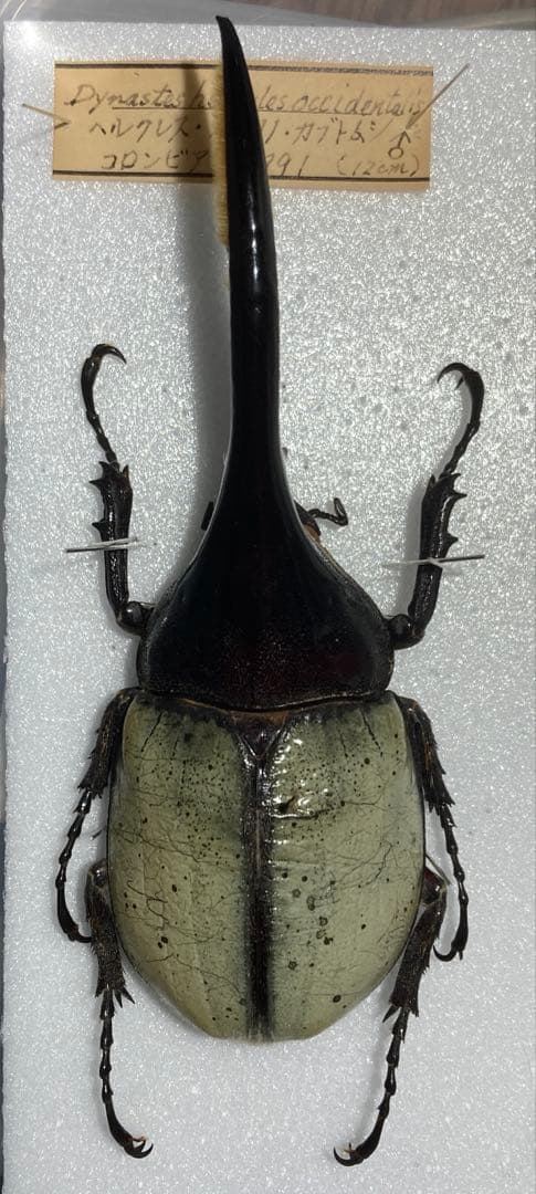 ヘラクレスオオカブト ブルー 標本 野外品