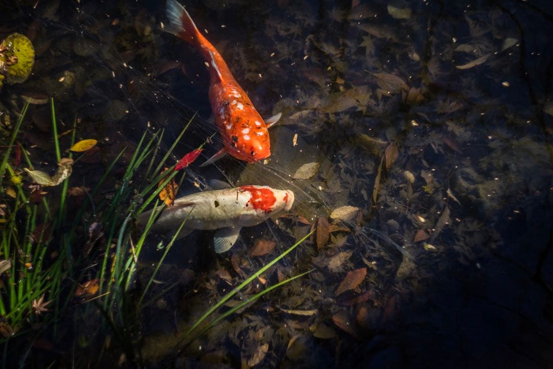 美品 分解清掃済 Helios-44-3 58mm f2 ベラルーシ製 1