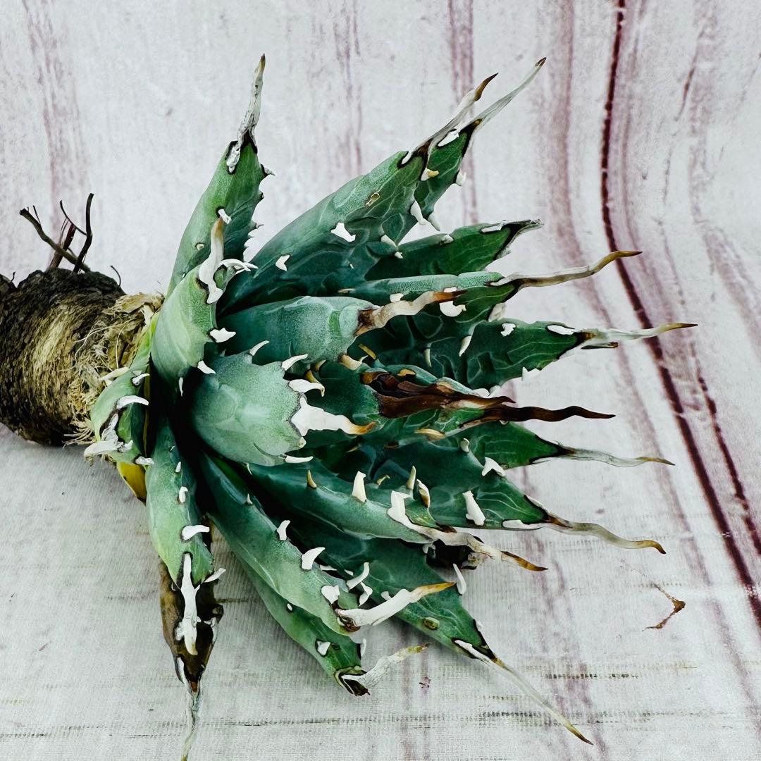 128 アガベ ユタエンシス エボリスピナ