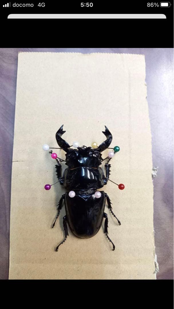 タランドゥスオオツヤクワガタ♂標本