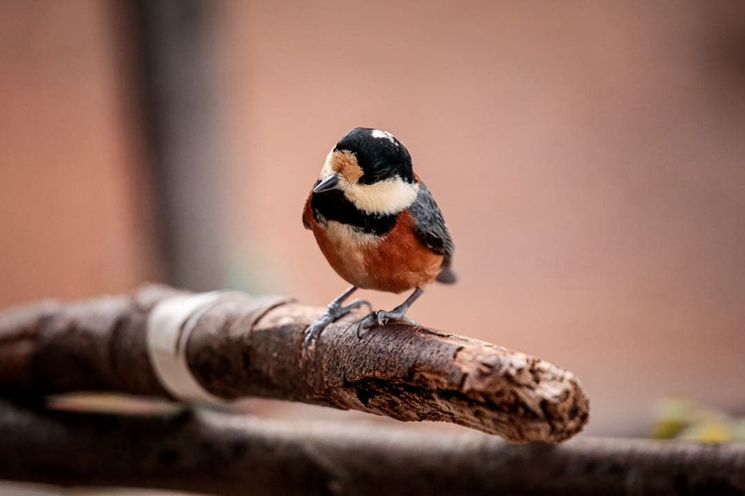 レンズ(ズーム) SIGMA 100-400mm F5-6.3 DG OS HSM