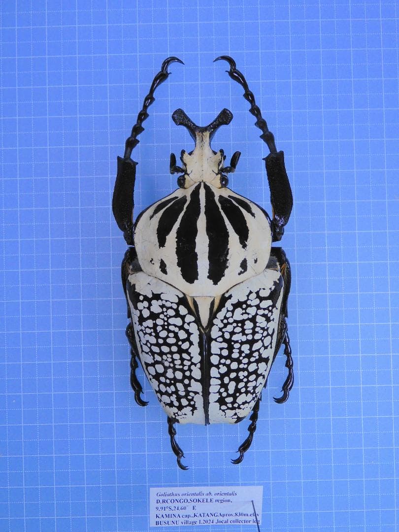 コンゴ産　オリエンタリスオオツノハナムグリ 3　93mm