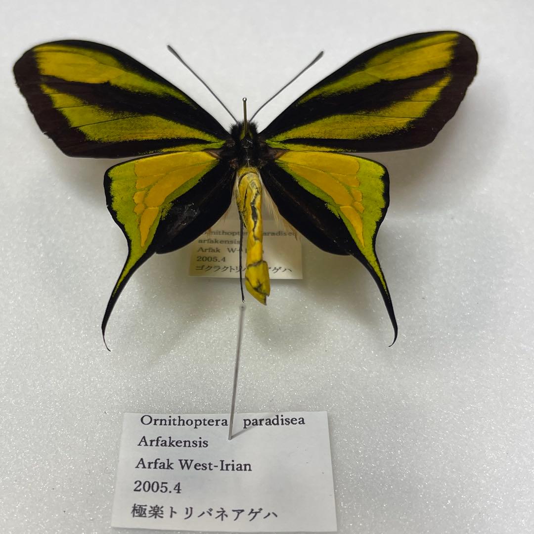 極楽トリバネアゲハ蝶