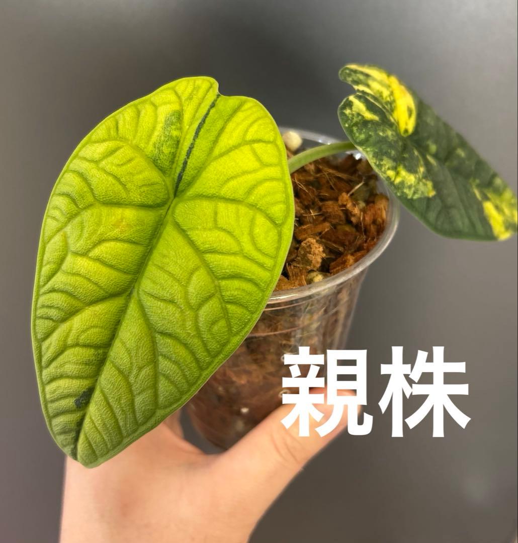 【芋】 アロカシア　メロ　オーレア　斑入り　ラスト