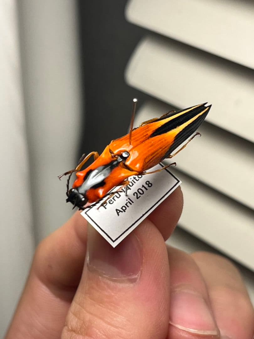 【38mm】アングラトゥスミカドコメツキムシ フェラーリコメツキムシ甲虫昆虫標