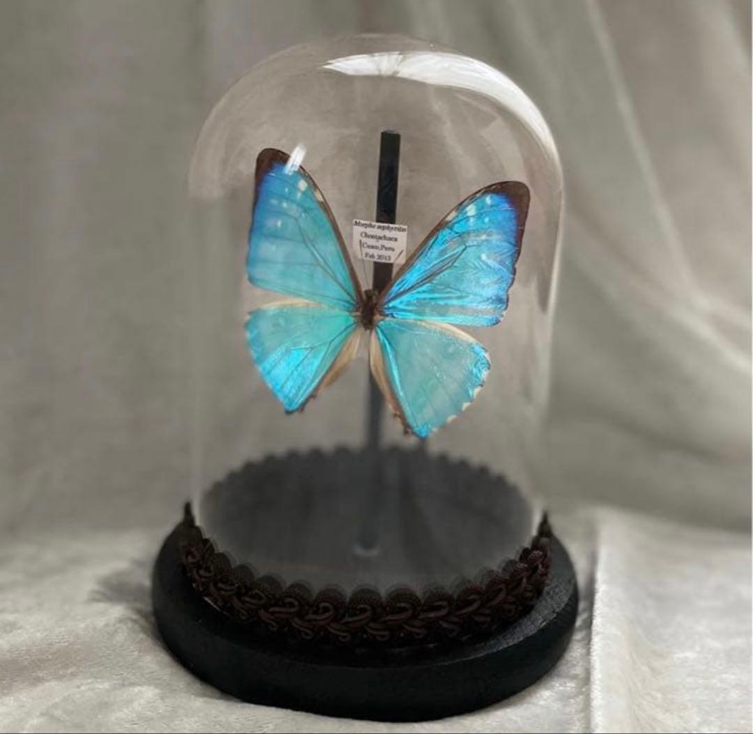 蝶 標本 モルフォ蝶 ゼフィリティスモルフォ ガラスドーム アンティーク