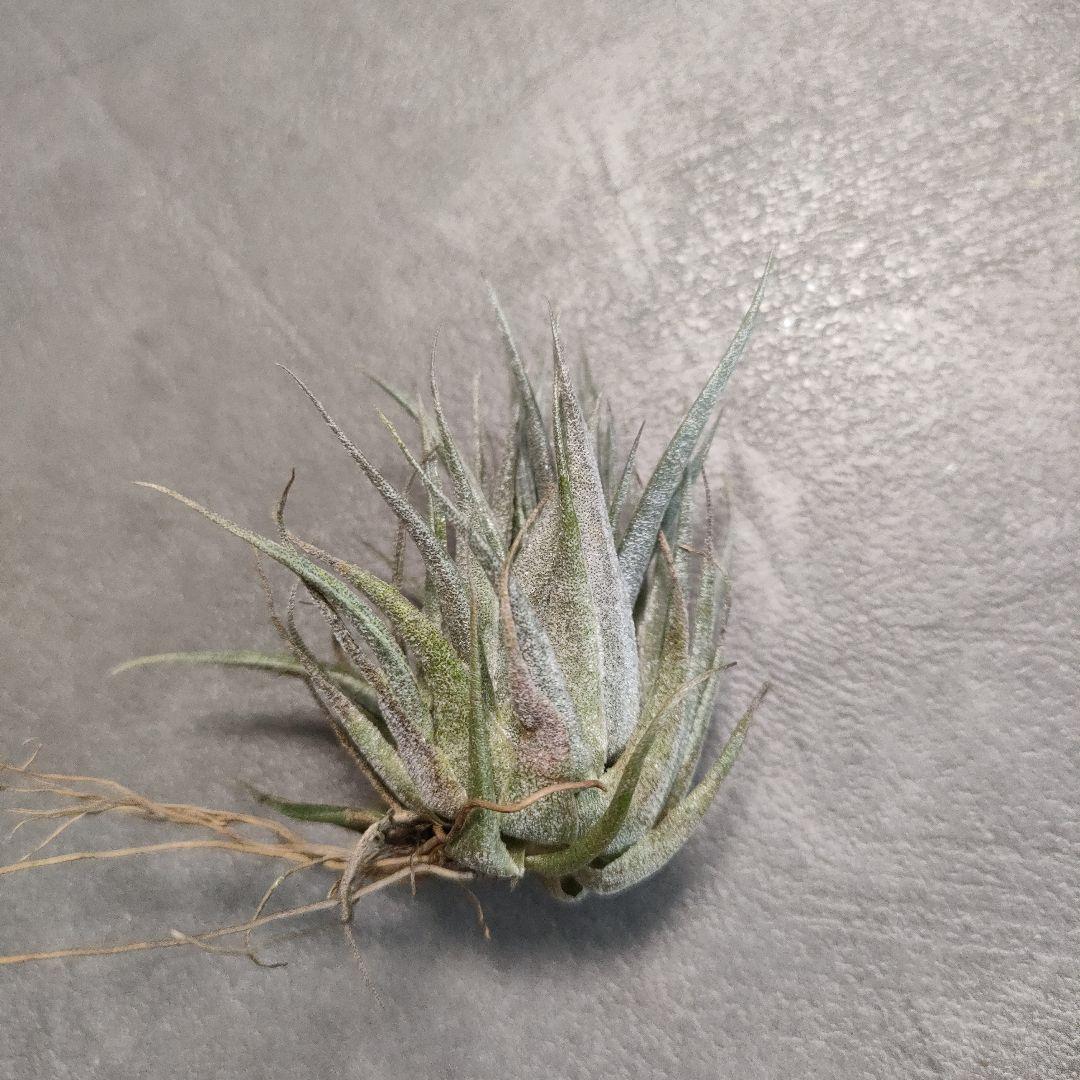 ティランジア チランジア ロゼイフローラ Tillandsia