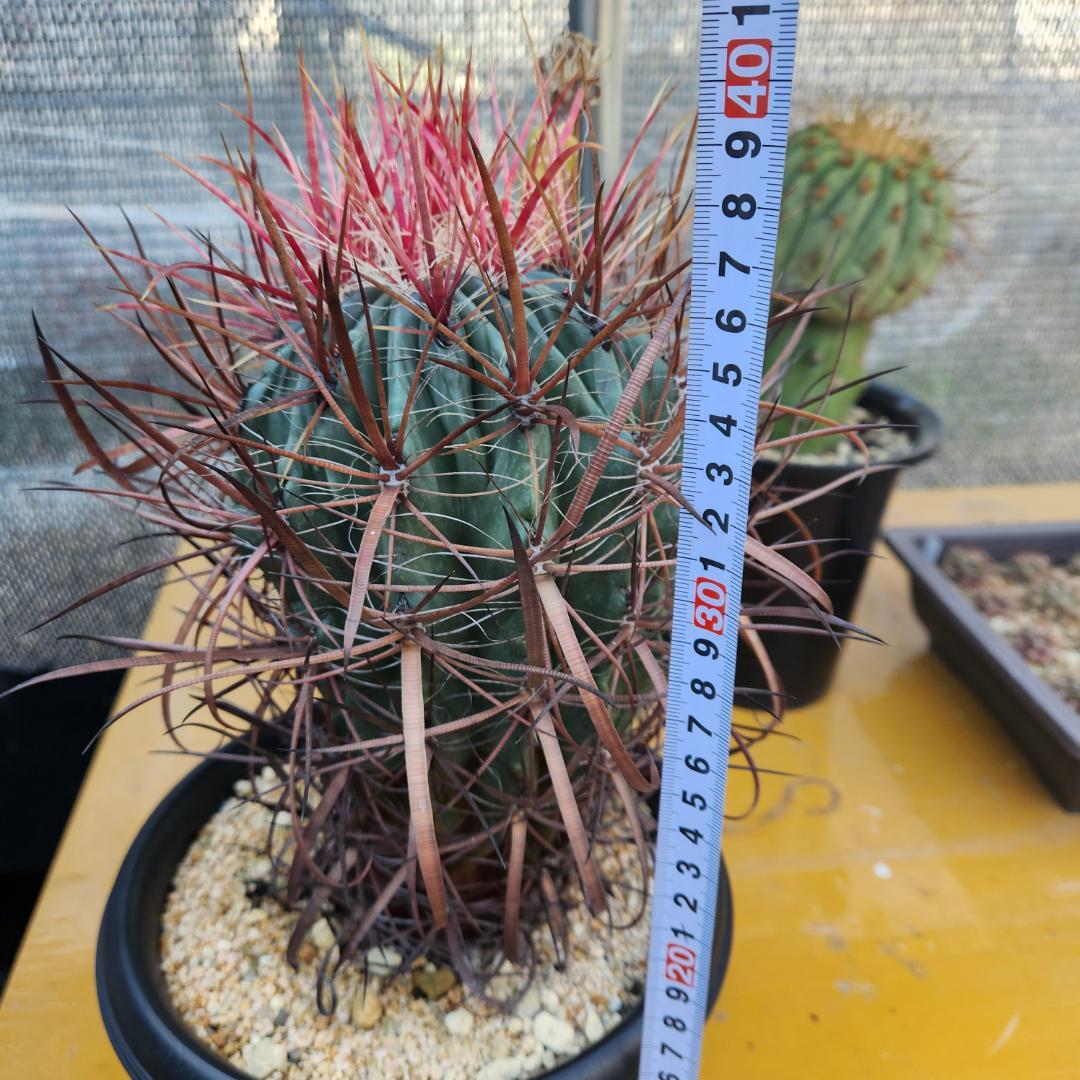 テ*】様 フェロカクタス　刈穂玉　開花球