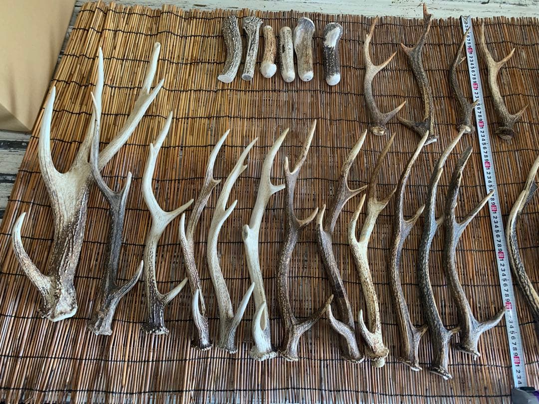 10kg 鹿の角　アクセサリー　パーツ素材　①
