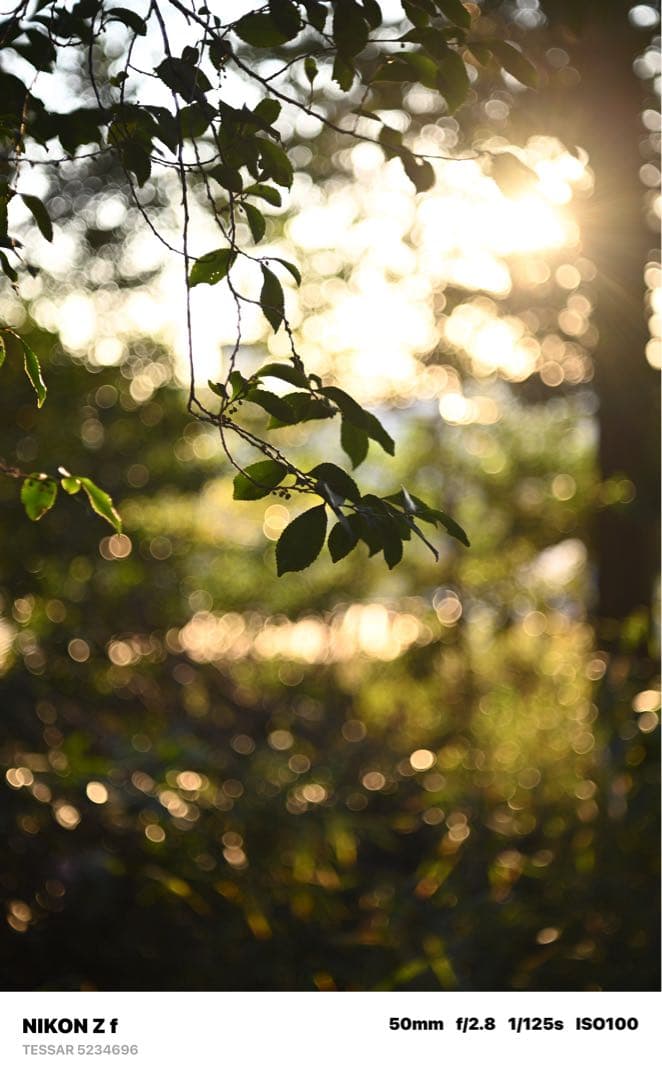 レンズ(単焦点) Carl Zeiss Jena Tessar 50mm F2.8 (M42)