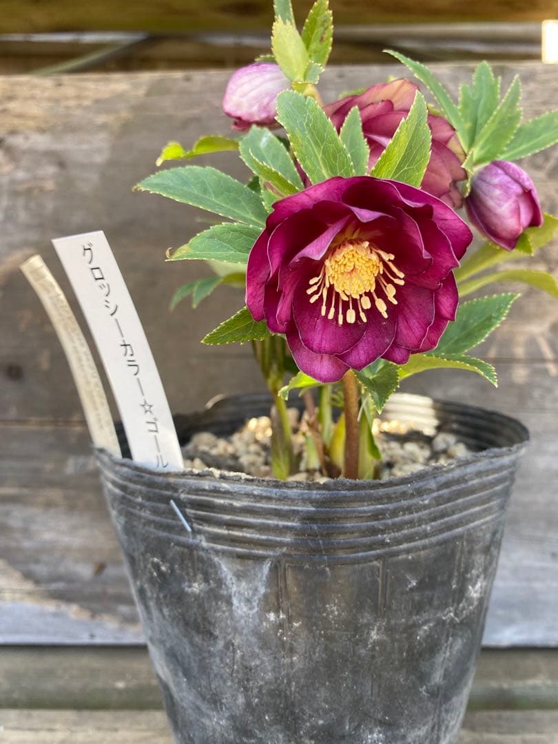 ヒ*イ様 グロッシーカラーゴールド　加藤農園