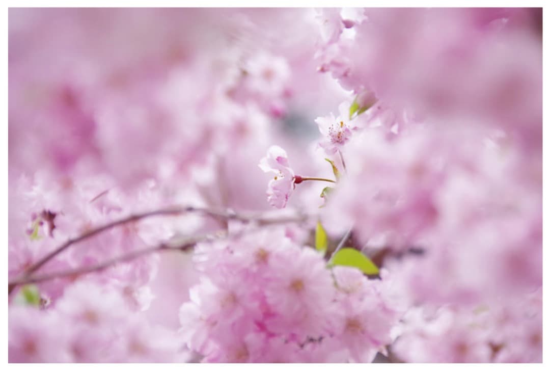 SIGMA 18-300mm F3.5-6.3 DC MACRO PENTAX用