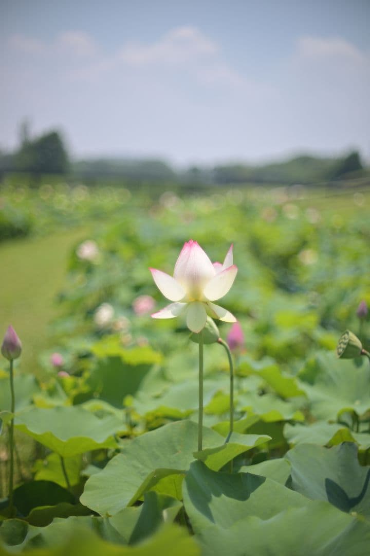 【極上品】Nikon NIKKOR 50mm f1.4 【作例有】