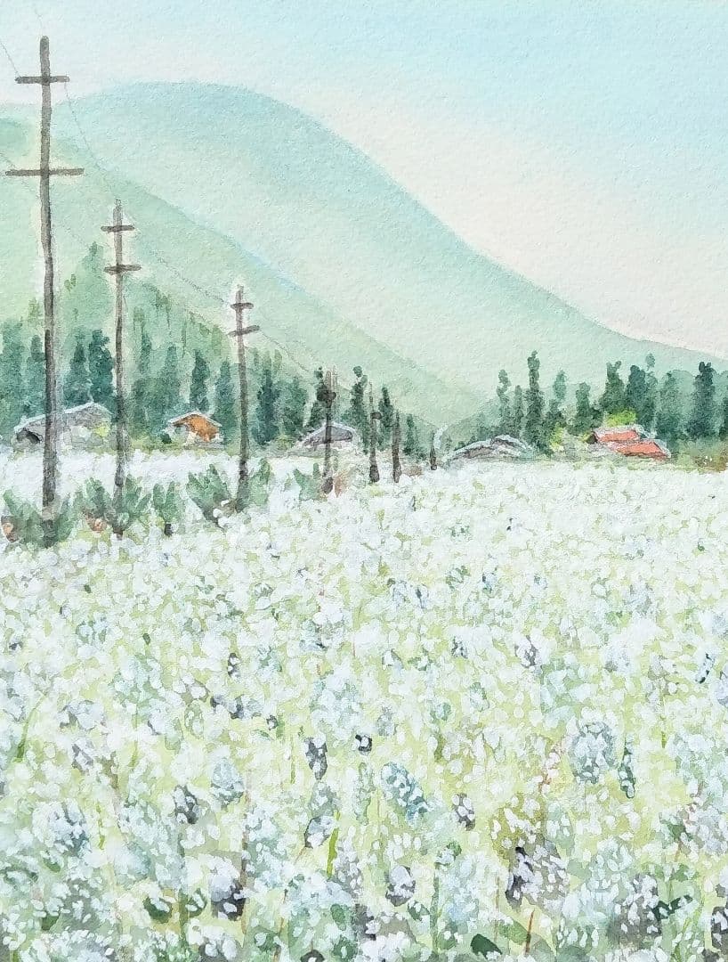 長野県 《 木曽蕎麦畑 》　 　水彩画　風景画　原画 プレゼントあり
