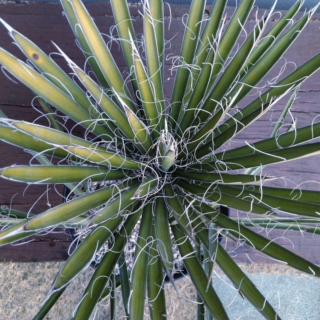 #2 ユッカフィリフェラ （Yucca Filifera）3頭株 発根済