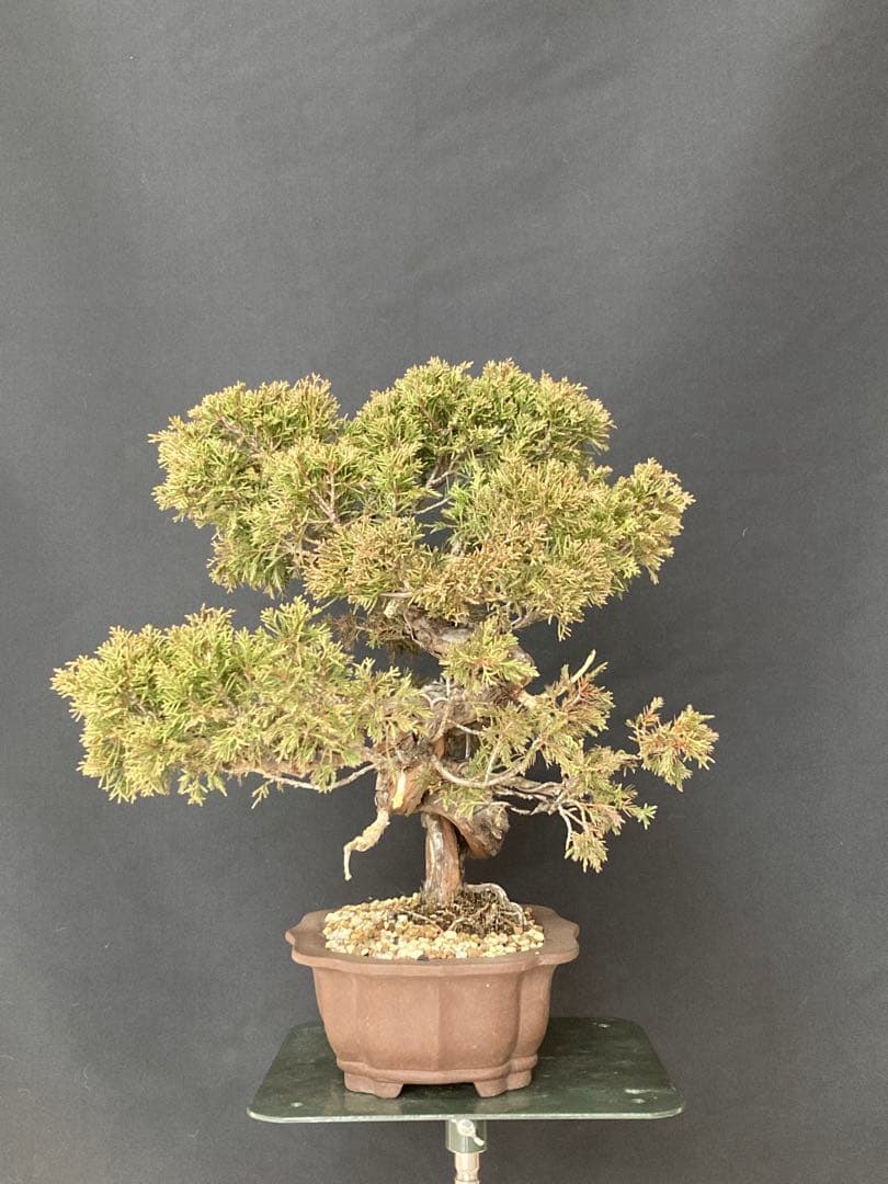 値下げ 早い者勝ち 画像追加 盆栽 中品 糸魚川 真柏