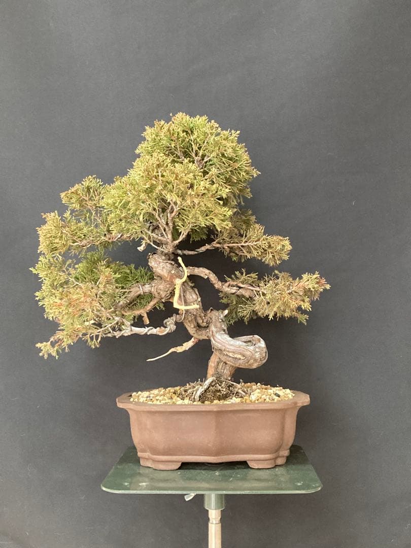 値下げ 早い者勝ち 画像追加 盆栽 中品 糸魚川 真柏