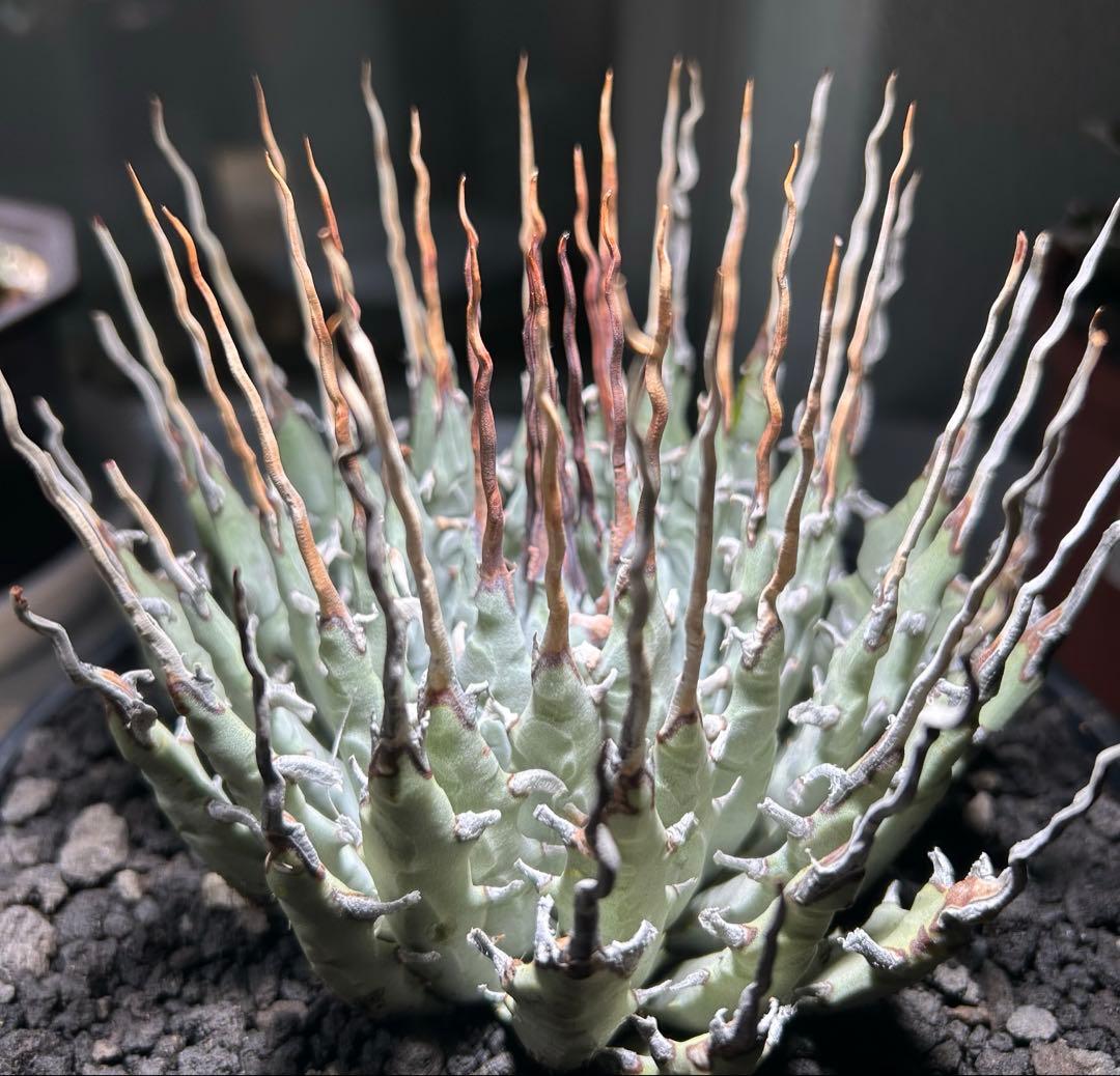 p*s様 アガベutahensis var.eborispina陽炎 超ロングト