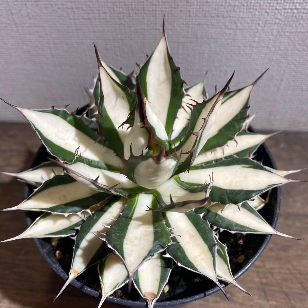 アガベ　ホリダ白中斑入　極上　初売り