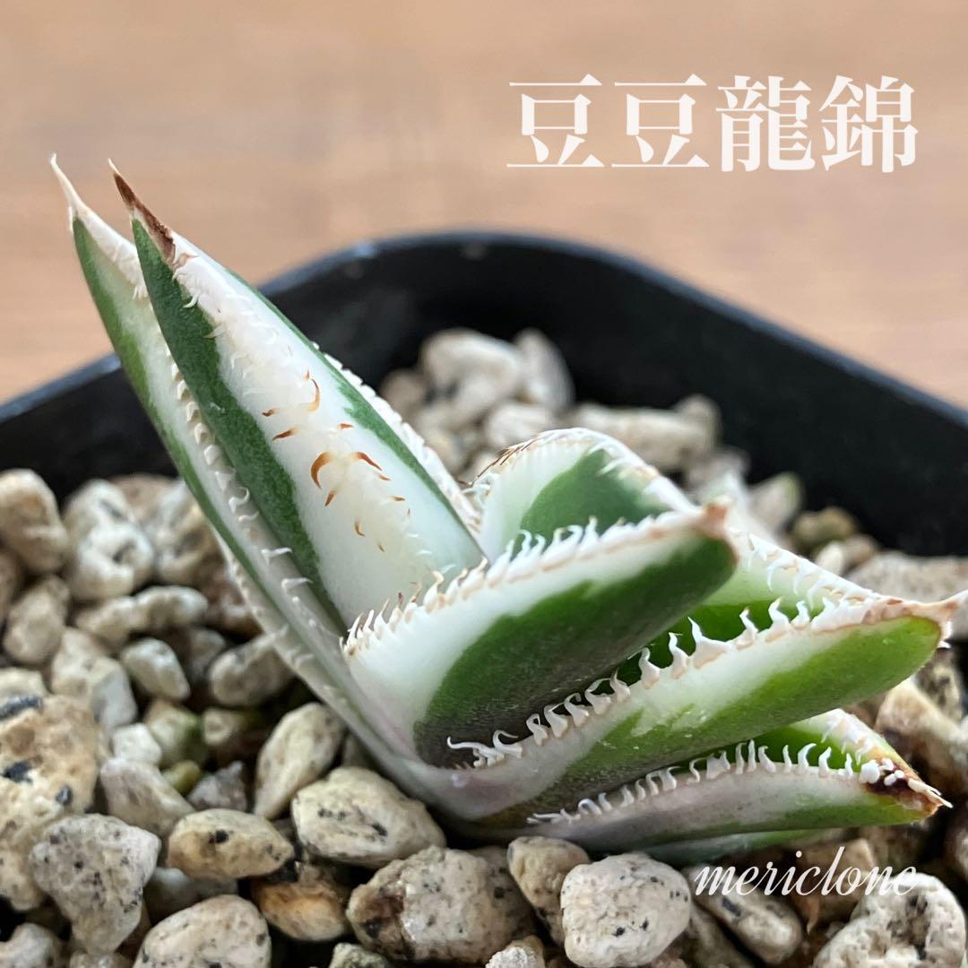 うし　【匿名配送】活着　特大　アガべ　チタノタ　豆豆龍錦　覆輪斑　TC