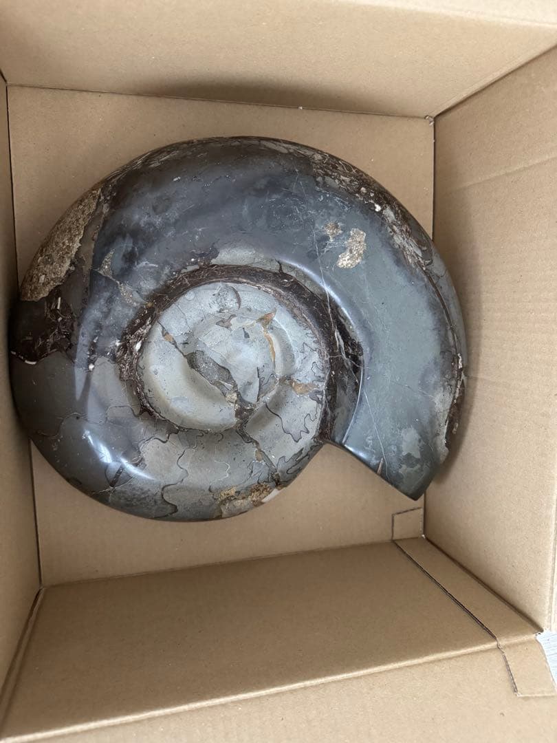 アンモナイト化石 巨大