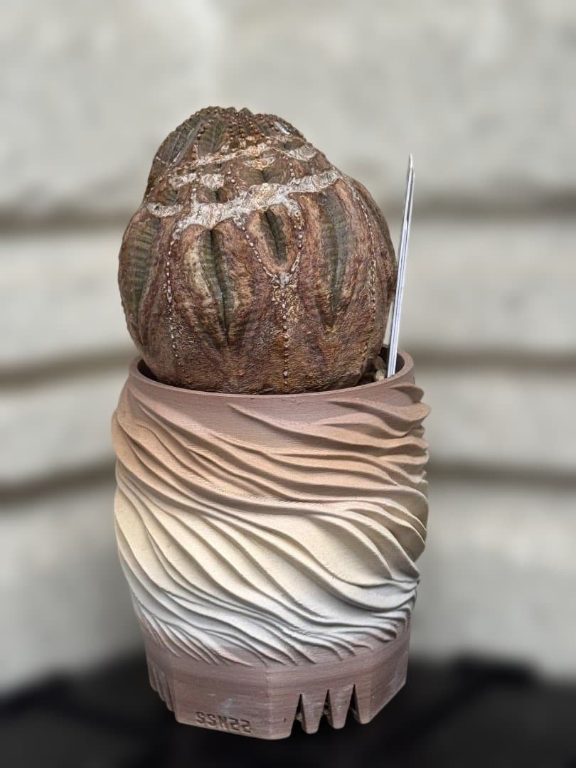 オベサ　現地球　2株セット