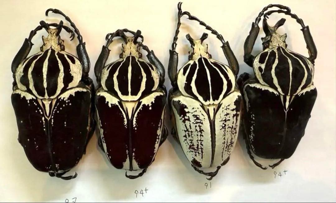 n*s様 カメルーン　ゴライアスオオツノハナムグリ　4頭　M2.3.4.5