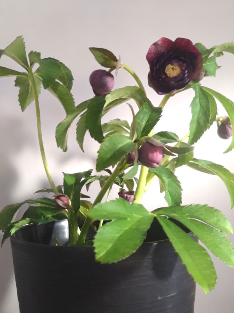 クリスマスローズ　多弁ブロッチ