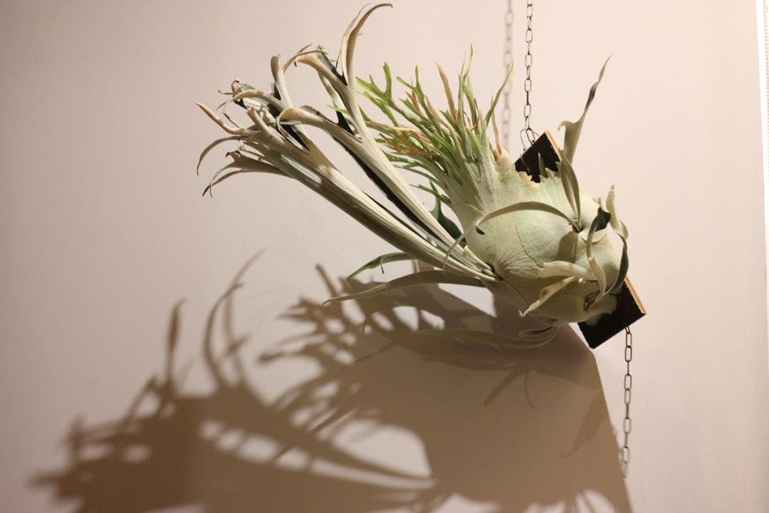 P.veitchii 'Auburn ' 子株販売　④ ビカクシダ