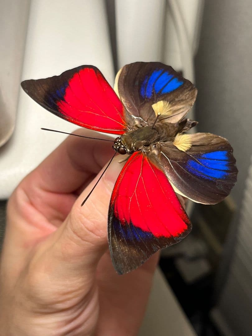 アグリアスクラウディナサルダナパルス♂ ミイロタテハ 蝶標本 甲虫