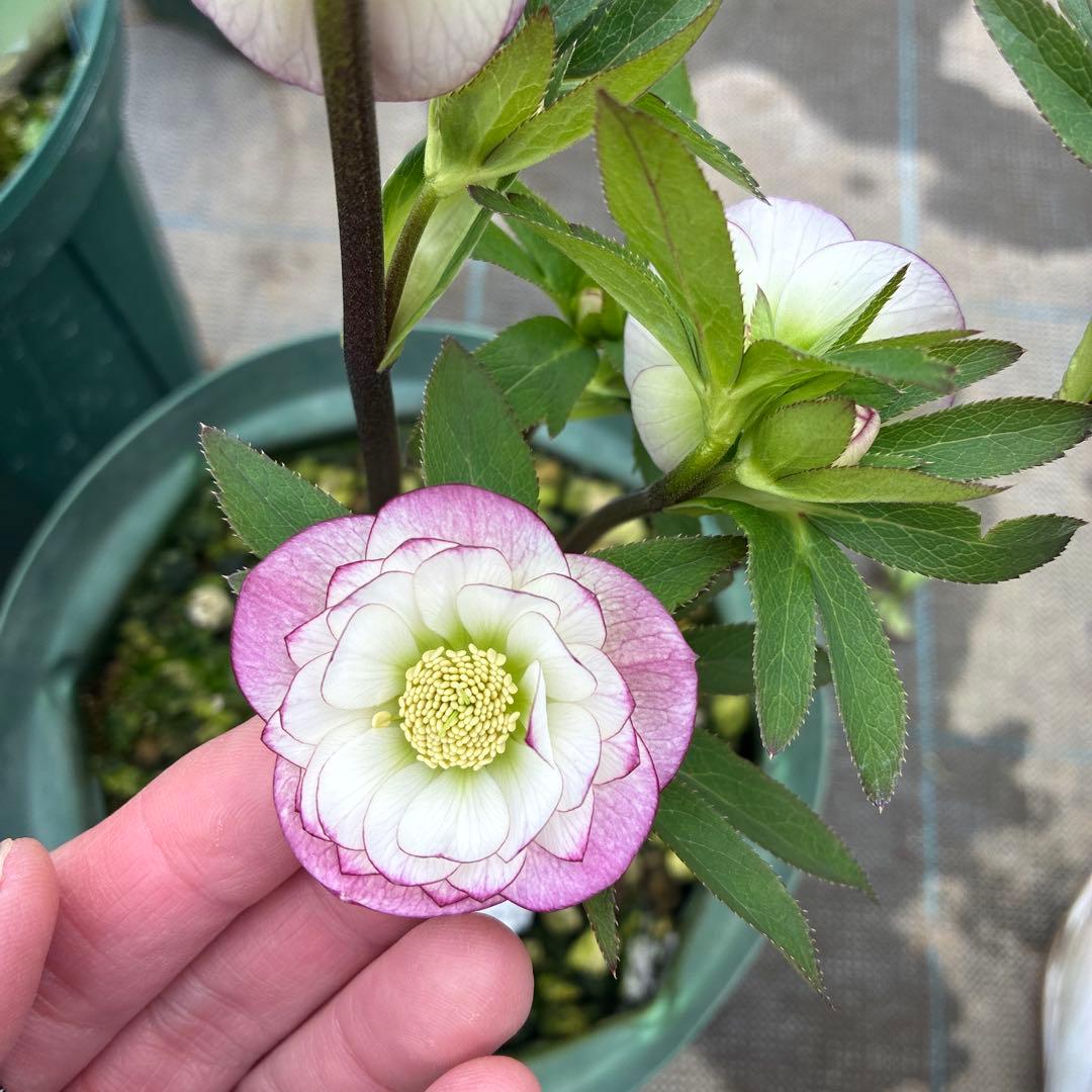 クリスマスローズ　小輪ピンクグラデーション　6寸