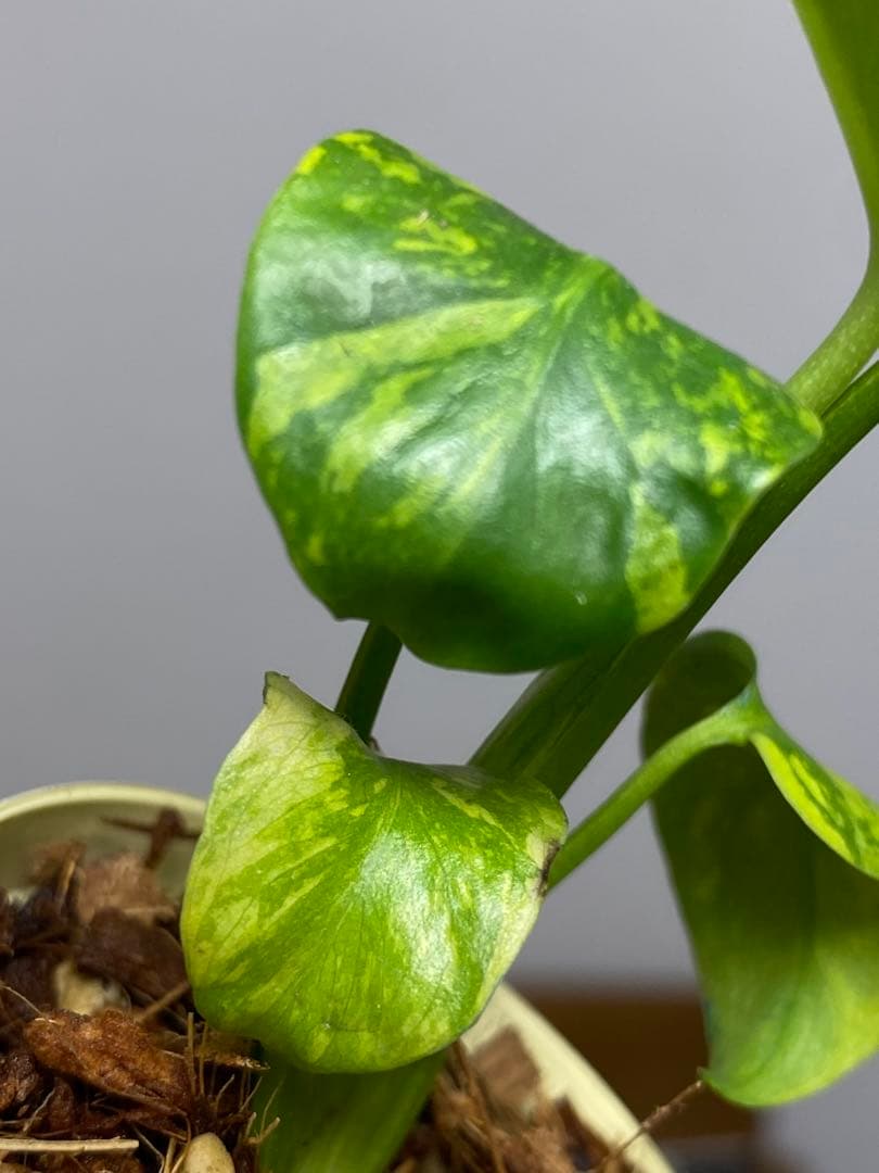 山*本様 ③【超希少‼️】モンステラ　エレクトロライト　斑入り　レア　人気　メル