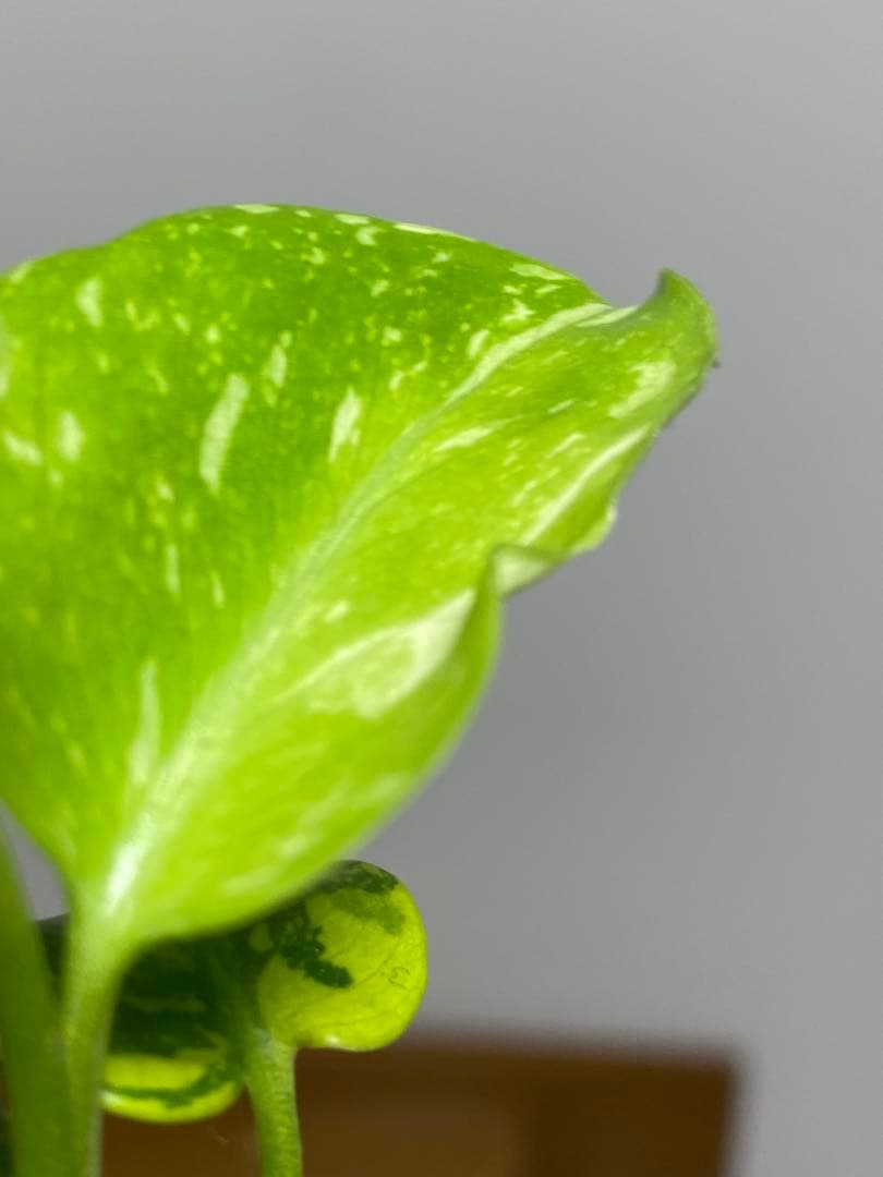 山*本様 ③【超希少‼️】モンステラ　エレクトロライト　斑入り　レア　人気　メル